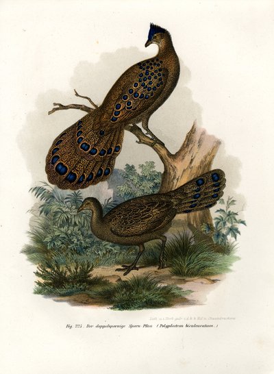 Grey Peacock-Pheasant by German School